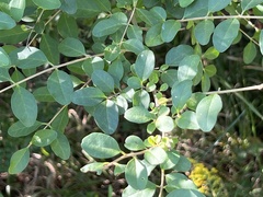 Ligustrum sinense