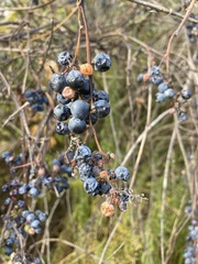 Vitis riparia