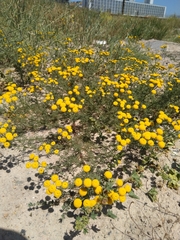 Oncosiphon suffruticosus