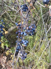 Vitis riparia