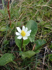 Caltha leptosepala