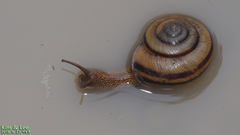Nesiohelix samarangae