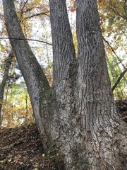 Liriodendron tulipifera