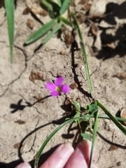 Oxalis drummondii