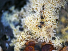 Fungi