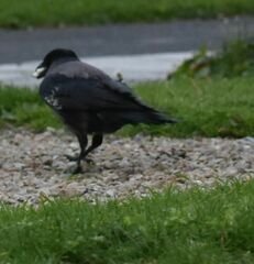 Corvus cornix × corone