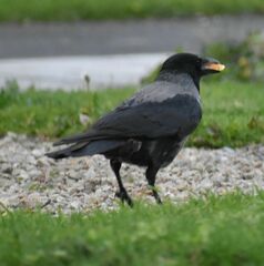 Corvus cornix × corone