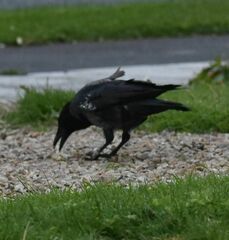 Corvus cornix × corone