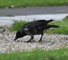 Corvus cornix × corone