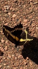 Heraclides cresphontes