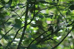 Vireo gilvus
