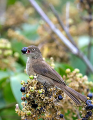 Pycnonotus pseudosimplex