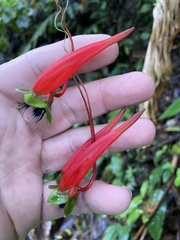 Tropaeolum