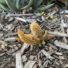 Morchella rufobrunnea
