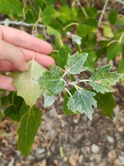 Populus alba