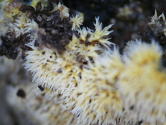 Fungi