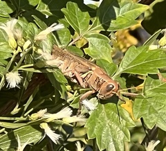 Melanoplus differentialis