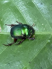 Chalcocopris hesperus