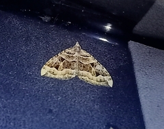 Xanthorhoe semifissata