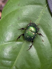 Chalcocopris hesperus