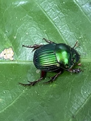 Chalcocopris hesperus