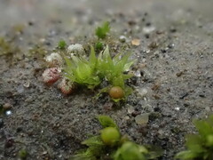 Physcomitrium patens