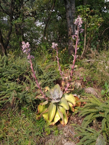 Echeveria gibbiflora