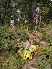 Echeveria gibbiflora