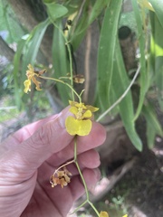 Oncidium suave