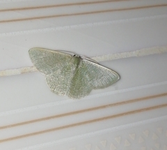 Phaiogramma faustinata