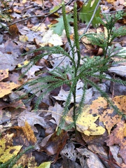 Dendrolycopodium hickeyi