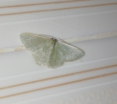 Phaiogramma faustinata