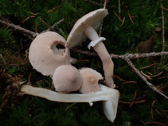 Cystoderma carcharias