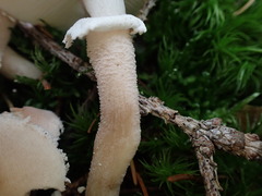 Cystoderma carcharias