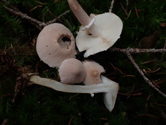 Cystoderma carcharias