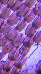 Danaus gilippus