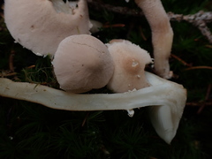 Cystoderma carcharias