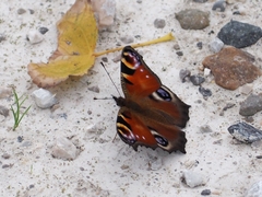 Aglais io