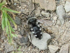 Melecta luctuosa