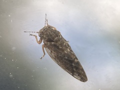 Pachypsylla