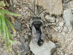 Melecta luctuosa