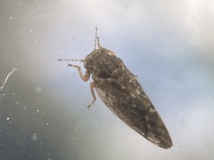 Pachypsylla