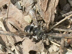 Melecta luctuosa