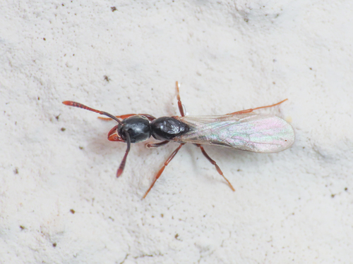 Hypoponera eduardi