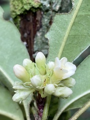 Melanopsidium nigrum