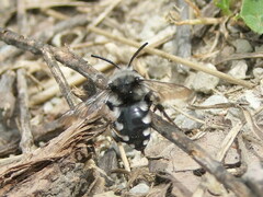 Melecta luctuosa