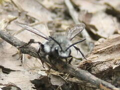 Melecta luctuosa
