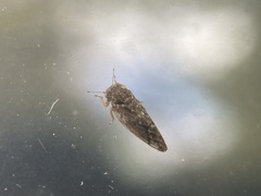 Pachypsylla