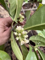 Melanopsidium nigrum