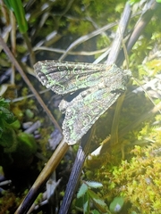 Ichneutica plena